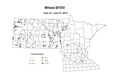 6 16 6 27 Wheat BYDV