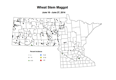 6 16 6 27 Wheat WS Maggot