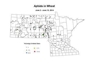 6 2 6 13 Wheat Aphid Tillers