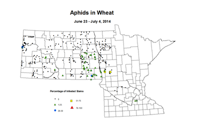 6 23 7 4 Wheat Aphid Tillers