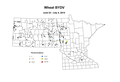 6 23 7 4 Wheat BYDV