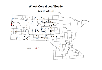 6 23 7 4 Wheat Cereal Leaf Beetle