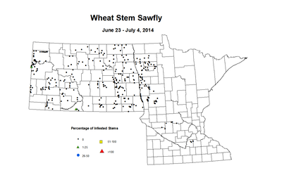 6 23 7 4 Wheat Stem Sawfly