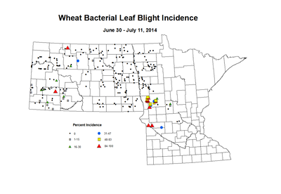 6 30 7 11 Wheat BLBI