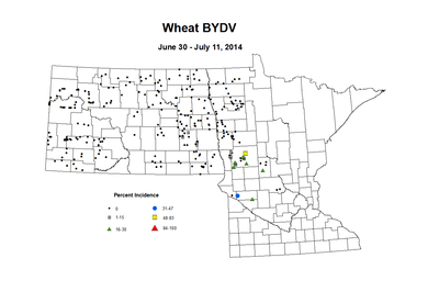 6 30 7 11 Wheat BYDV