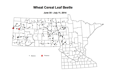 6 30 7 11 Wheat Cereal Leaf Beetle