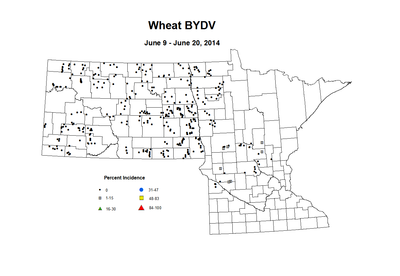 6 9 6 20 Wheat BYDV