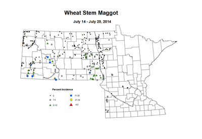 7 14 7 25 Wheat WS Maggot