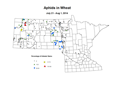7 21 8 1 Wheat Aphid Tillers