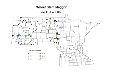7 21 8 1 Wheat WS Maggot