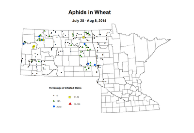 7 28 8 8 Wheat Aphid Tillers