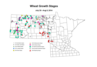 7 28 8 8 Wheat GrowthStages ZGS
