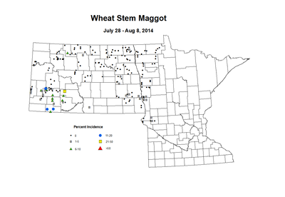 7 28 8 8 Wheat WS Maggot