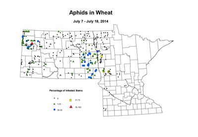 7 7 7 18 Wheat Aphid Tillers