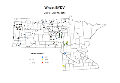 7 7 7 18 Wheat BYDV