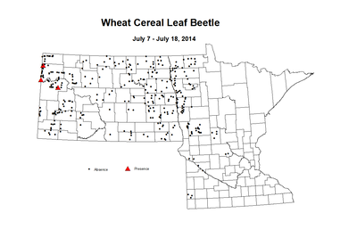 7 7 7 18 Wheat Cereal Leaf Beetle
