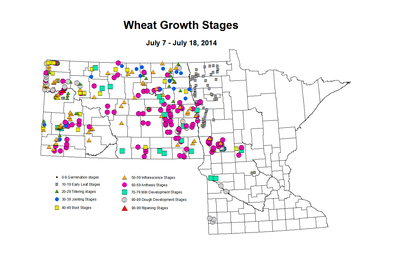 7 7 7 18 Wheat GrowthStages ZGS