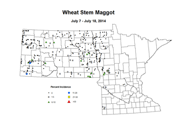 7 7 7 18 Wheat WS Maggot