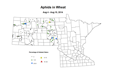 8 4 8 15 Wheat Aphid Tillers