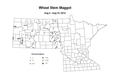 8 4 8 15 Wheat WS Maggot