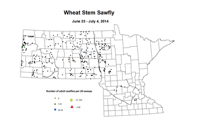 6 23 7 4 Wheat Stem Sawfly