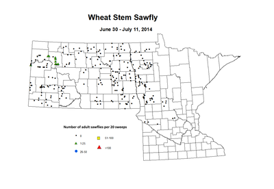 6 30 7 11 Wheat Stem Sawfly