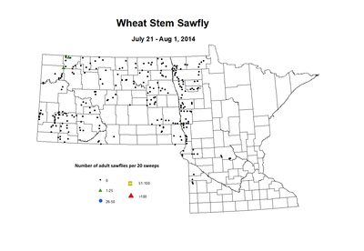 7 21 8 1 Wheat Stem Sawfly