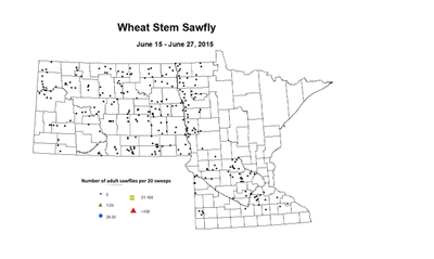 6 15 6 27 Wheat Stem Sawfly