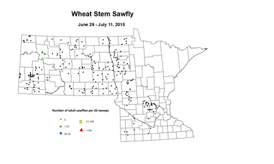 6 29 7 11 Wheat Stem Sawfly