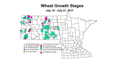 wheat zgs 7 10 7 21 2017