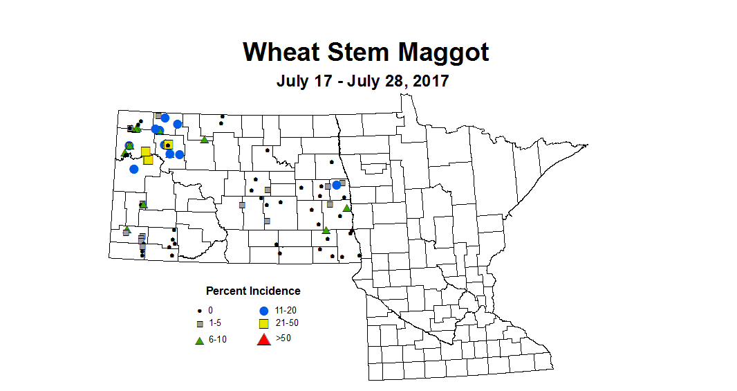 wheat maggot 7 17 7 28 2017