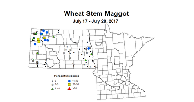 wheat maggot 7 17 7 28 2017