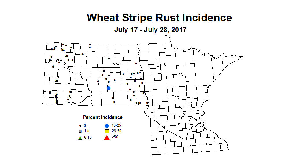 wheat stripeRust 7 17 7 28 2017