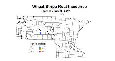 wheat stripeRust 7 17 7 28 2017