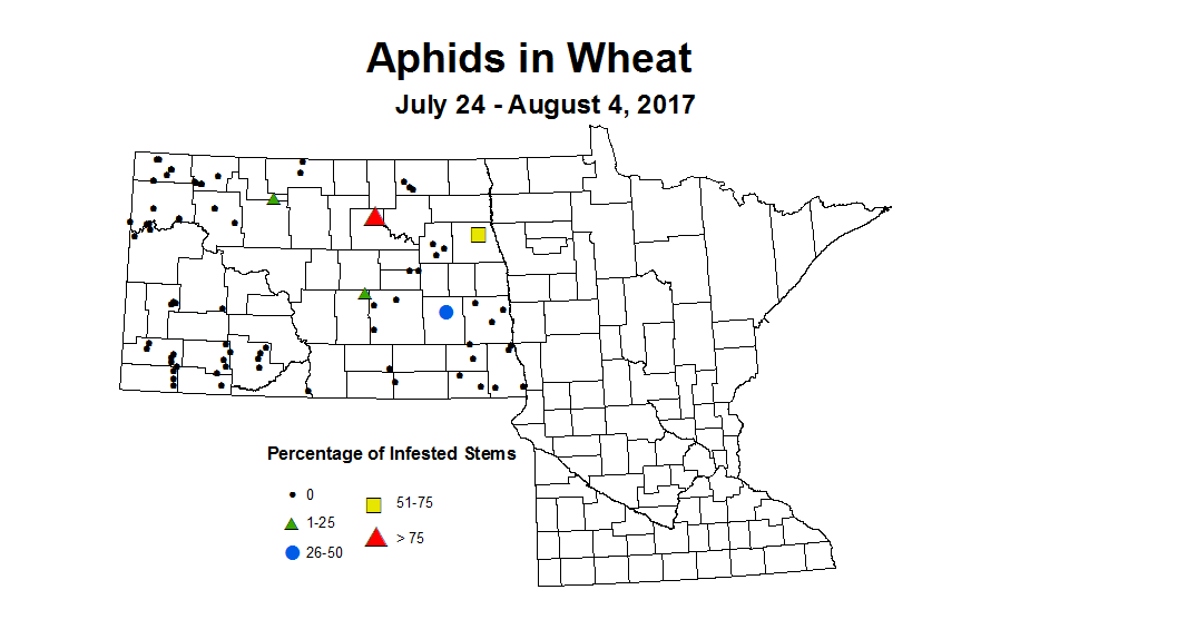 wheat aphid 7 24 8 4 2017