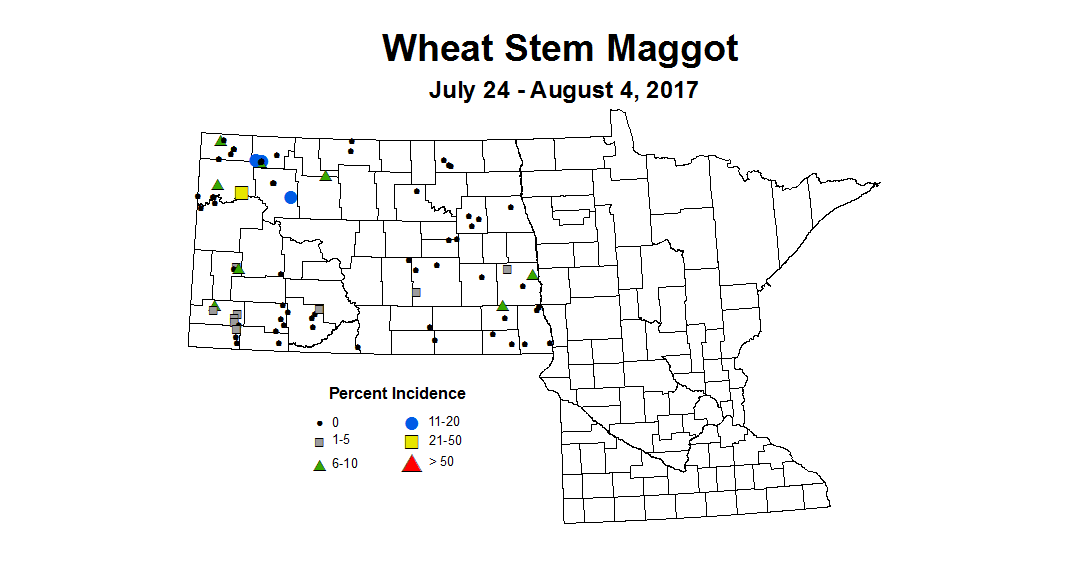 wheat maggot 7 24 8 4 2017