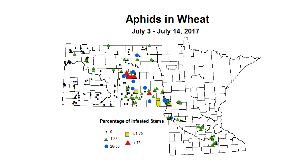 wheat aphids 7 3 7 14 2017