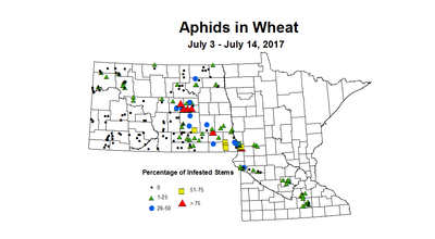 wheat aphids 7 3 7 14 2017