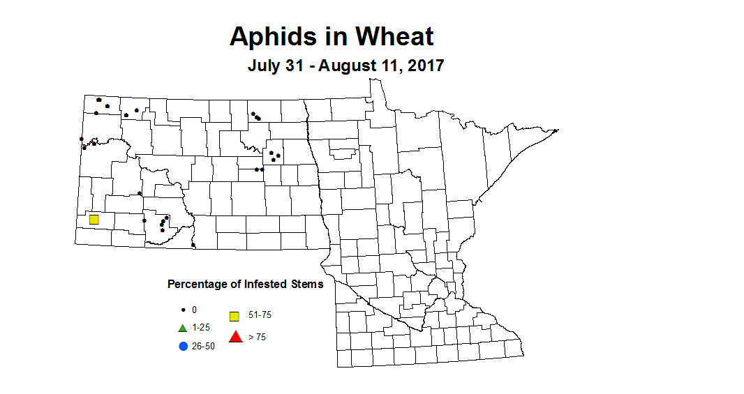 wheat aphid 7 31 8 11 2017