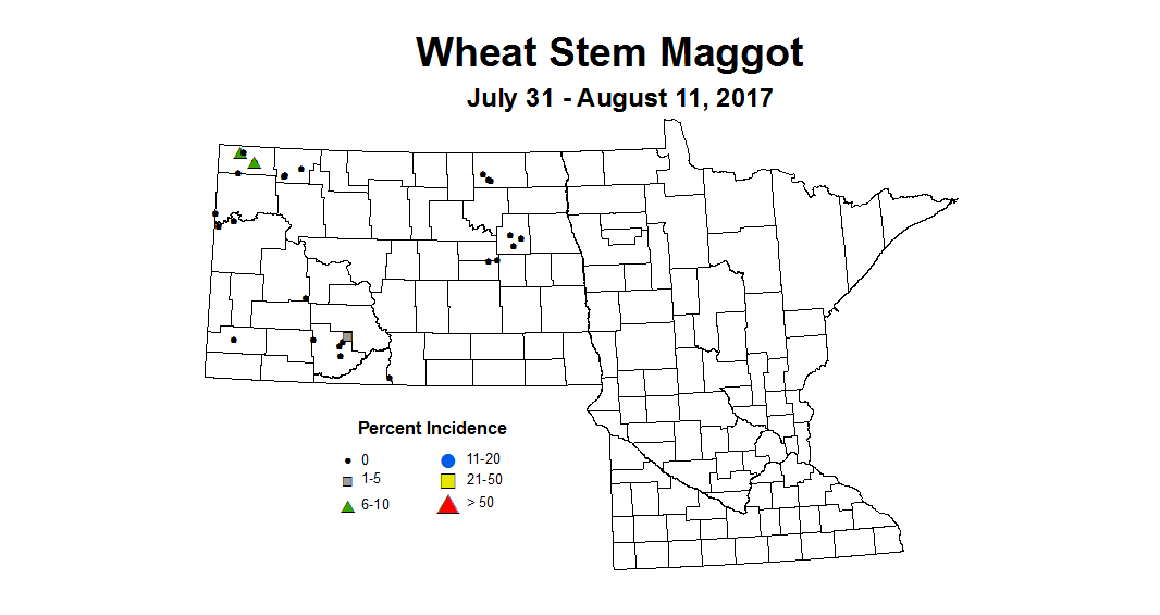 wheat maggot 7 31 8 11 2017
