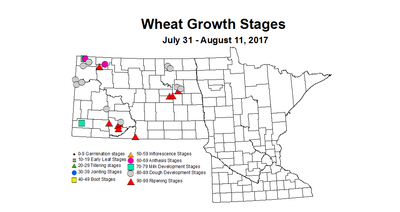 wheat zgs 7 31 8 11 2017