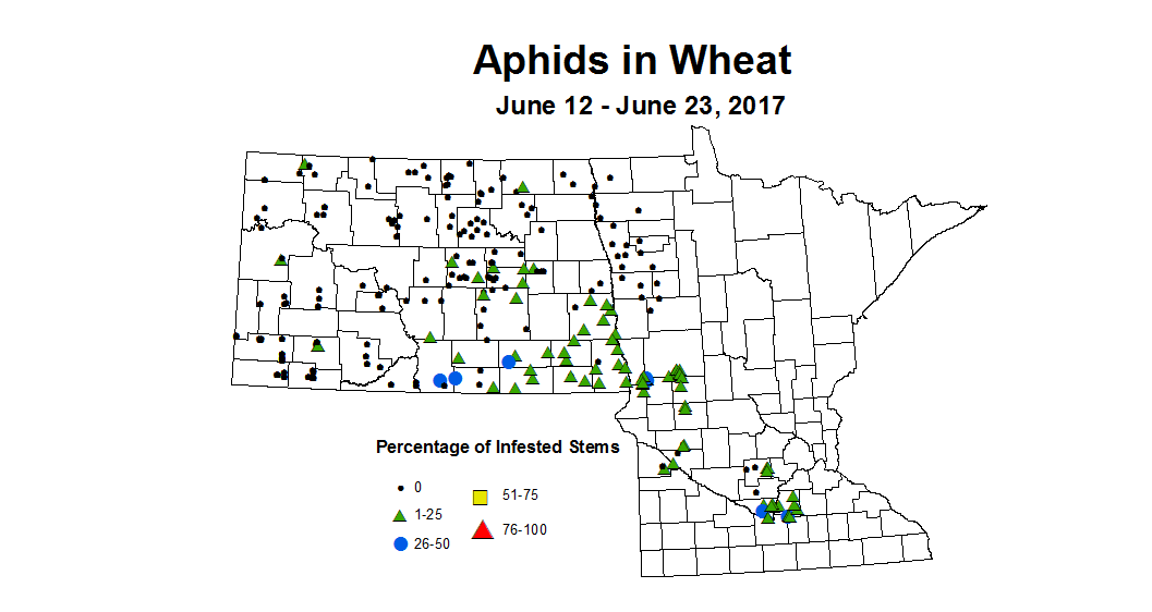 wheat aphids 6 12 6 23 2017