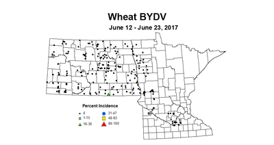 wheat BYDV 6 12 6 23 2017