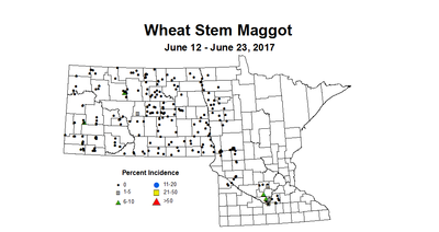 wheat maggot 6 12 6 23 2017