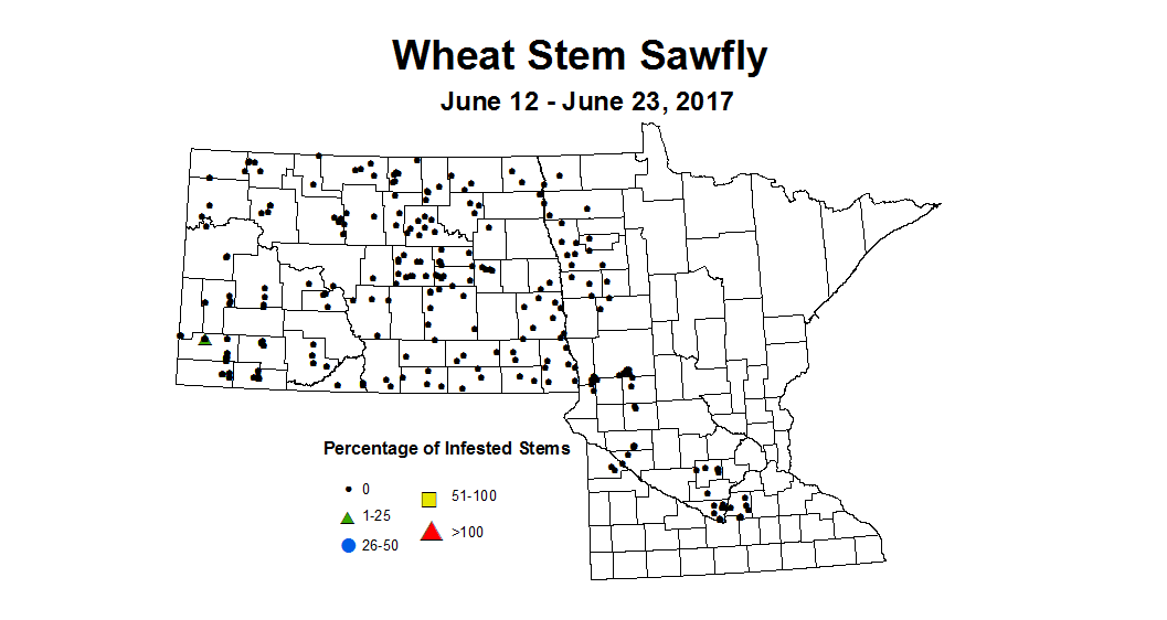 wheat sawfly 6 12 6 23 2017