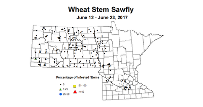 wheat sawfly 6 12 6 23 2017