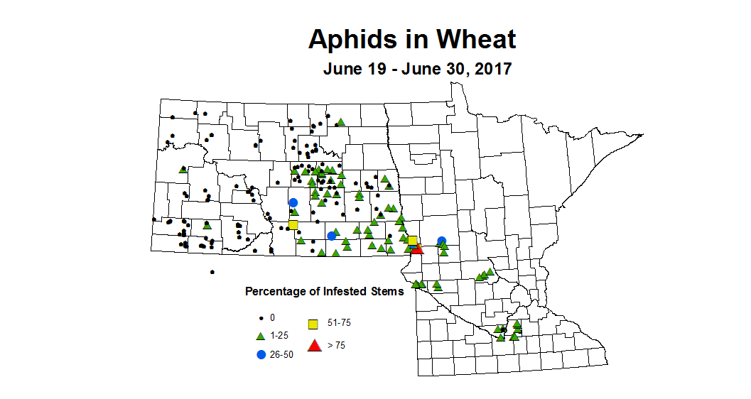 wheat aphids 6 19 6 30