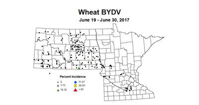 wheat bydvi 6 19 6 30
