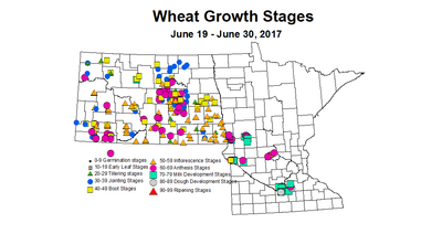 wheat growthstage 6 19 6 30