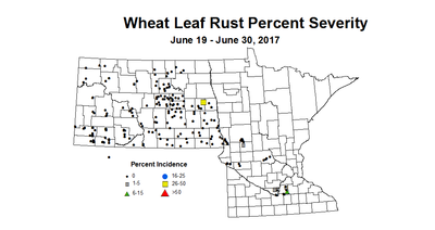 wheat LRSV 6 19 6 30